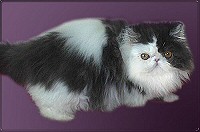 bicolor-perzsa-macska