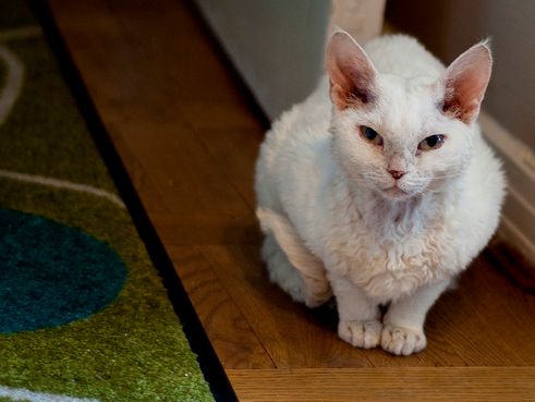 devon rex, cica, macska