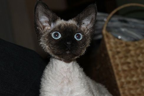 devon rex, cica, macskafajták