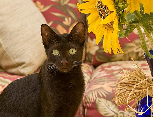 Havana cat