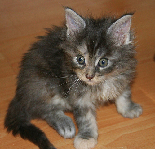 Maine coon macska