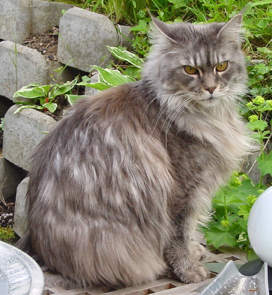 maine-coon-macska