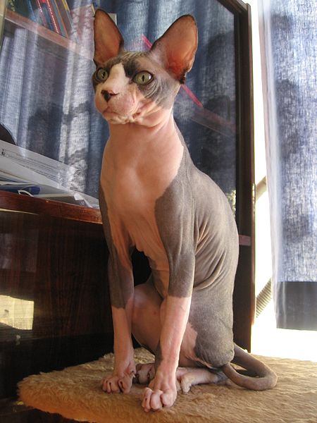 szfinx-macska-kepek