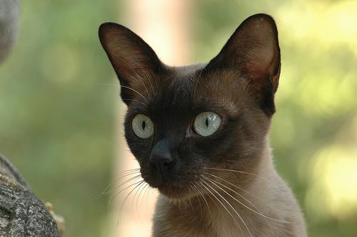 sziami-macska