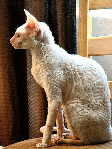 macskafajta, cornish rex, szőrhullató, macskaszőr, tenyésztett macska,allergia