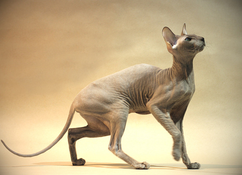 Peterbald macska figyel