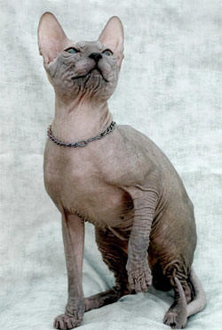 Peterbald macska