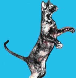 Radma von Jaegerhof, a keleti rövidszőrű macska, a Peterbald fajta alapító nősténye