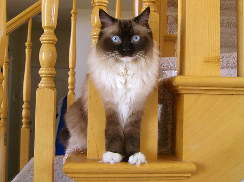 ragdoll macska ül a lépcsőn