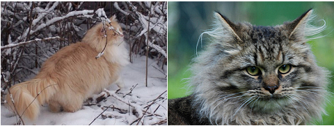 Szibériai macska: a hosszú szőrűek őse hipoallergén!
