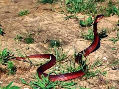 Vörös köpködő kobra
