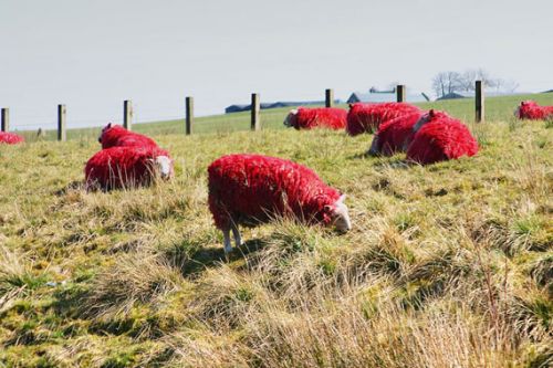 A vörös juhok valóban nem mindennapi látványt nyújtanak