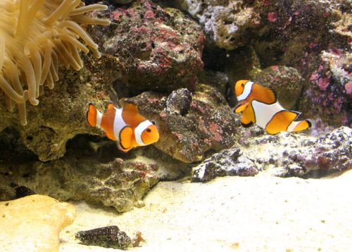Tengerirózsa bohóchalak társaságában