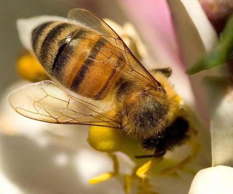 A méhek színe a ragadozók elriasztására szolgál