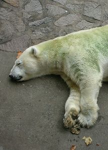 zold-jegesmedve