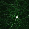 Az idegsejt (neuron) felépítése és működése