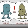 Vírus vagy baktérium? 7 perces szuper videón a lényeg!