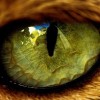 A 10 leghihetetlenebb szem az állatvilágban