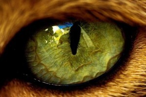 A 10 leghihetetlenebb szem az állatvilágban