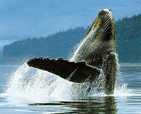 ,bálna, cetfélék, emlősök, sziláscetek, fogascetek, bálnavadászok, kék bálna