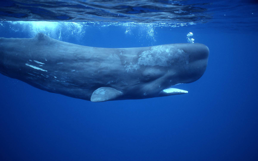 a gyilkos bálnának pénisze van levágta a péniszemet