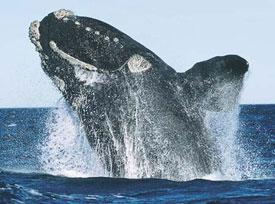 bálna, cetfélék, emlősök, sziláscetek, fogascetek, bálnavadászok