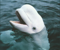 feher-delfin