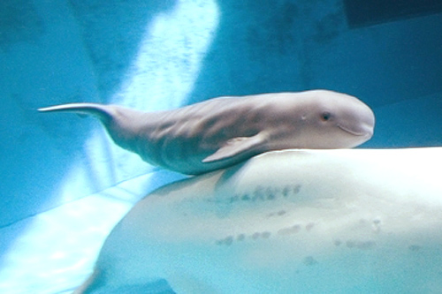delfin-borju