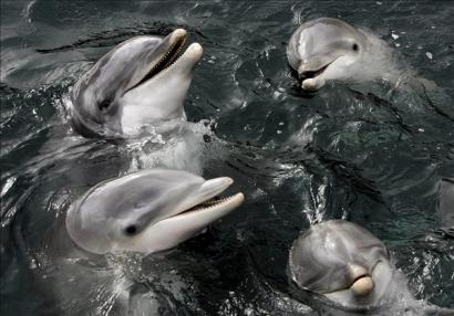 jatekos-delfinek