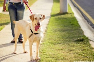 10 tuti tipp a kutyasétáltatáshoz