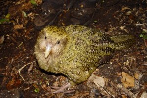 Új-zélandi szagos madarak
