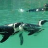 Új pingvinbemutató a Szegedi Vadasparkban