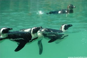 Új pingvinbemutató a Szegedi Vadasparkban