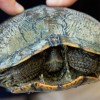 Május 23. a teknősök világnapja: ők a legkülönlegesebbek