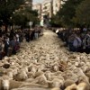 Több mint kétezer birka lepte el a spanyol főváros utcáit