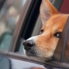 Kutyával is bemehetnek az utazók a Mol töltőállomásaira