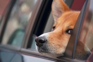 Kutyával is bemehetnek az utazók a Mol töltőállomásaira