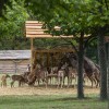 Állatos program a Velencei-tó mentén: vadaspark látogató