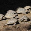 Kővel sújtottak halálra egy görög teknőst a fővárosi állatkertben