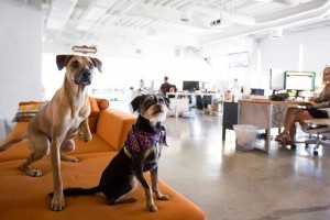 Házikedvencek az irodában: az állatbarát munkahelyek előnyei