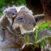 Így mentenék meg a koalákat a kipusztulástól