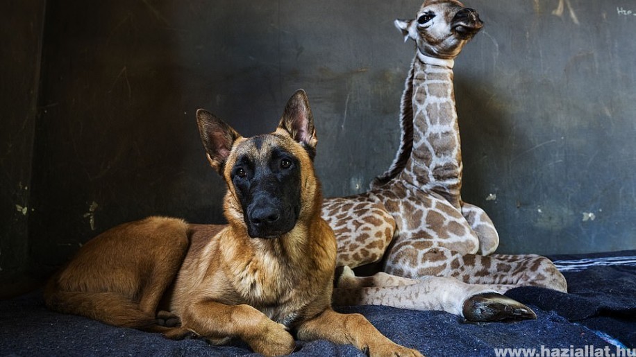 Furcsa barátság a zsiráf bébi és a kutya között