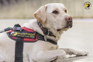 A vakvezető kutyával közlekedőknek joguk van belépni mindenhová