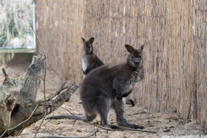 Bennett-kenguruk érkeztek a debreceni állatkertbe