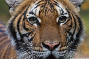 Tigrisek kapták el a koronavírust New Yorkban