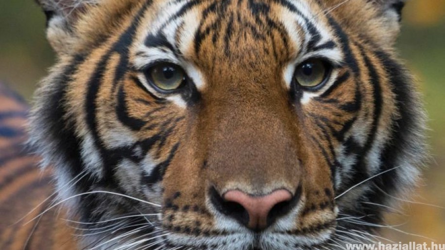 Tigrisek kapták el a koronavírust New Yorkban