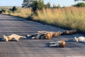 Élvezik a látogatók nélküli életet a dél-afrikai Kruger Nemzeti Park oroszlánjai