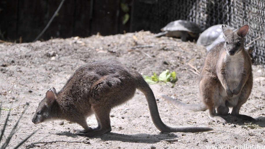 Különleges kengurufaj érkezett a budapesti állatkertbe