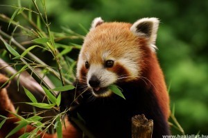 Megérkezett Bendegúz, az új kis panda a budapesti állatertbe
