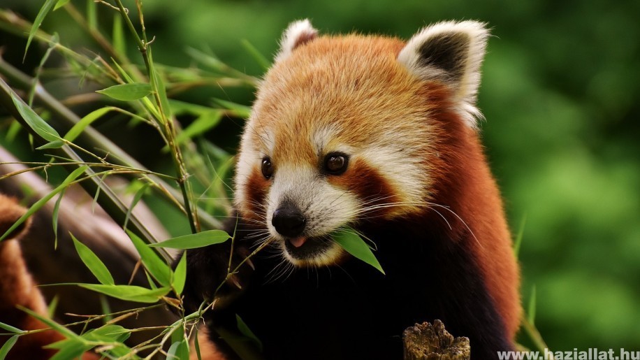 Megérkezett Bendegúz, az új kis panda a budapesti állatertbe